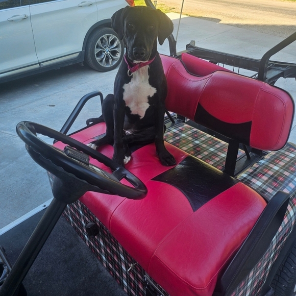 Meet your Posher, Megan! - Picture 3 of 7